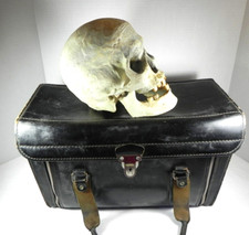 Teschio umano finto anatomico