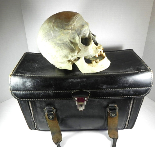Teschio umano finto anatomico