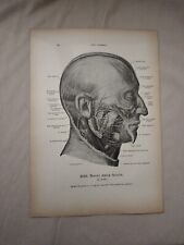 Stampa Anatomica Vintage