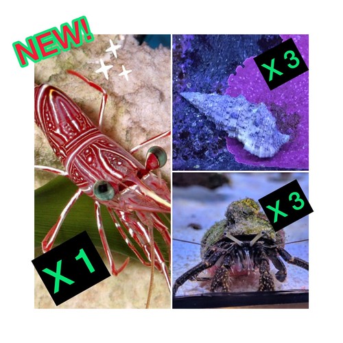 New pack gambero 6 - gambero,