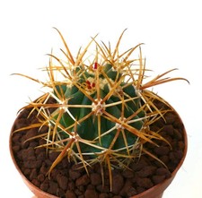 Ferocactus chrysacanthus DARK
