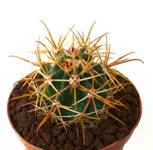 Ferocactus chrysacanthus dark - ferocactus,
