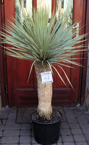 Yucca rostrata dal messico - dal,