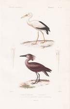 Scopus Umbretta Storch Stork