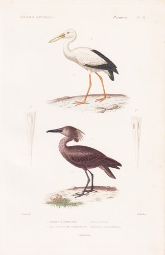 Scopus umbretta cicogna