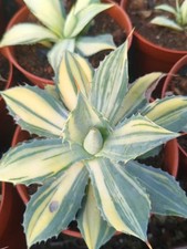 Pianta agave cactus - pianta,