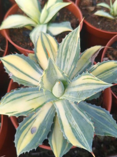 Pianta agave cactus - di,