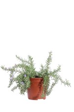 Pianta vera di Rosmarino