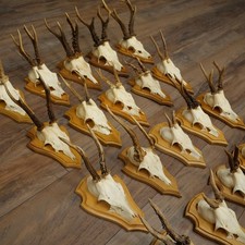 Set Di 20 Corna Di Capriolo Su