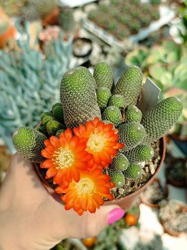 Rebutia heliosa cactus piante - rebutia,