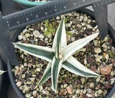 Vendita 8-10 cm rara pianta