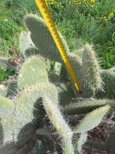 3 Opuntia leucotricha or