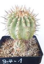 Copiapoa cinerea var albispina