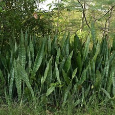 Sansevieria (Dracaena