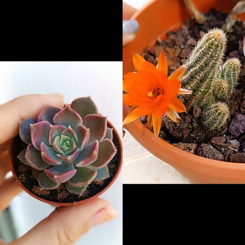Chamaecereus echeveria con - chamaecereus,