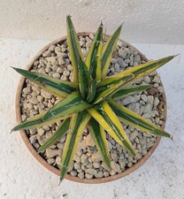 Agave reginae victoriae mediopicta Pøt 13cm