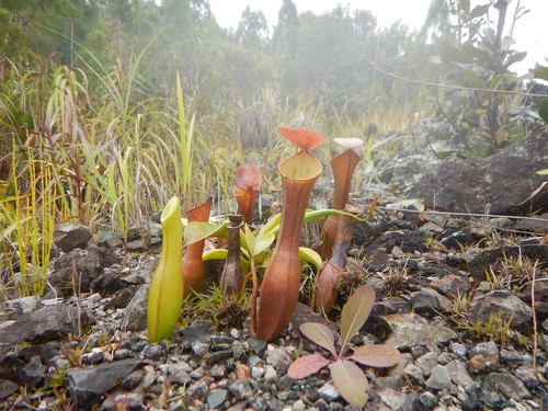 Nepenthes reinwardtiana - reinwardtiana,