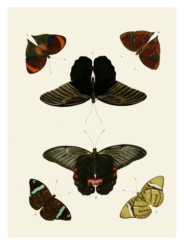 Collezione farfalle poster - farfalle,