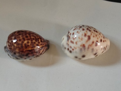 Conchiglia shell cypraea - shell,