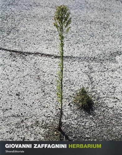 Valtorta roberta herbarium - roberta.,