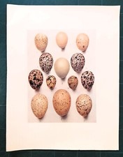 Stampa antica UOVA DI UCCELLO