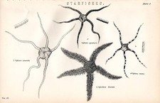 1880 stampa varie stelle - 1880, ~
