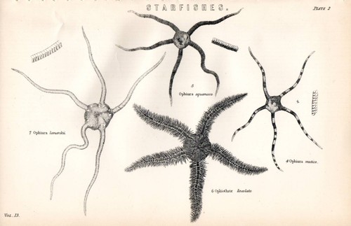 1880 stampa varie stelle - stampa,