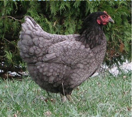 Uova feconde sorpresa - uova, a