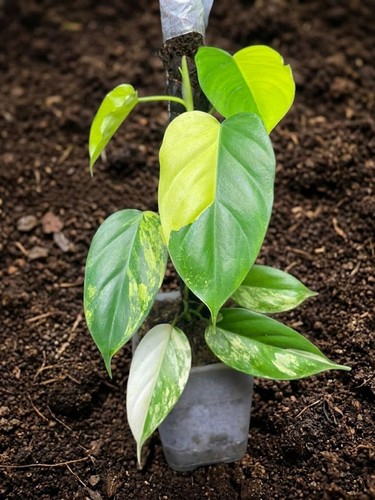 Philodendron florida beauty - philodendron, x