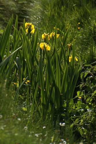 Photo 6x4 yellow flag - 6x4,