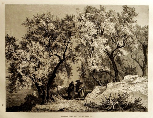 1877 aquila bosco oliveti - di,