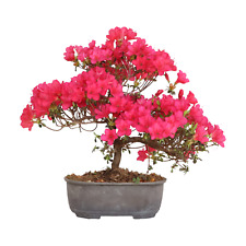 Bonsai di Azalea Satsuky -