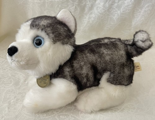 Miyoni aurora siberian husky - siberian,
