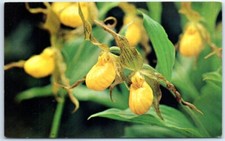 Cartolina - Ciabatta gialla da