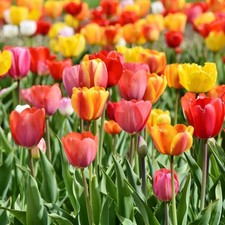 8 bulbi di TULIPANI TRIONFO