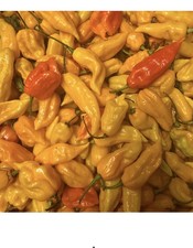 30 peperoni fantasma gialli