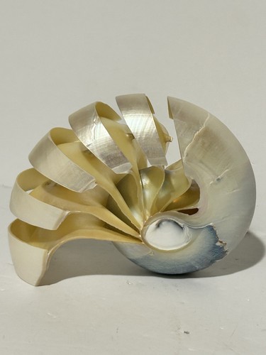 Conchiglia mare nautilus perla - conchiglia,