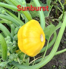 Semi di Zucchine Patisson 7