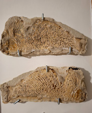 Raro pesce fossile a doppia