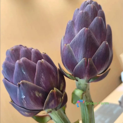Semi carciofo cynara - 5,