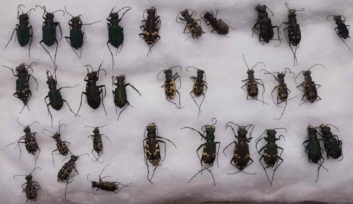 Set cicindela cicindelidae - set,
