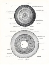 Stampa antica ANATOMIA dell' OCCHIO oculista medicina Sobotta 1931 Antique print