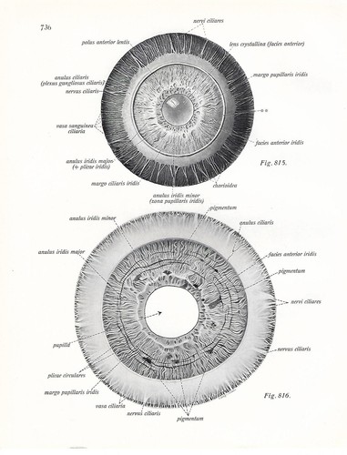 Stampa antica anatomia dell - anatomia, dell'