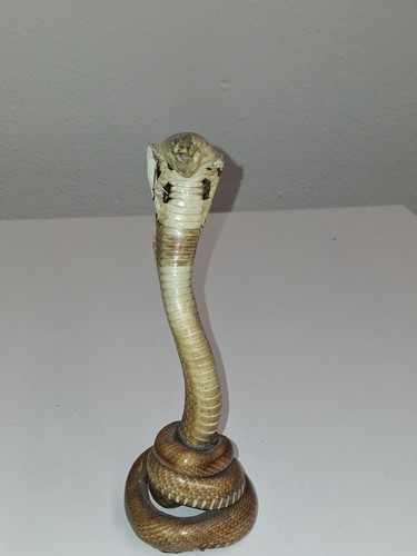 Vintage cobra snake - vintage, taxidermy