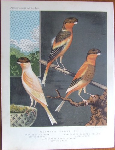 Norwich canaries original - "norwich,