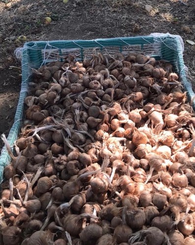 7500 bulbi zafferano prodotti - bulbi,
