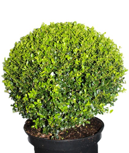 Ilex crenata glorie gem sfera - crenata,