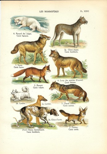 Stampa antica cane lupo coyote - antica,