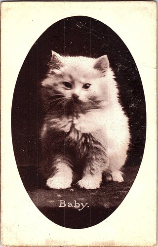 Cartolina rppc gattino - rppc, carino