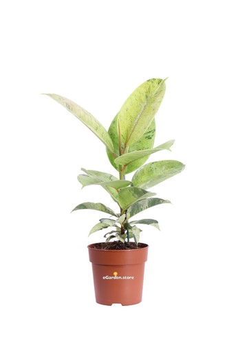 Pianta ficus elastica - pianta,